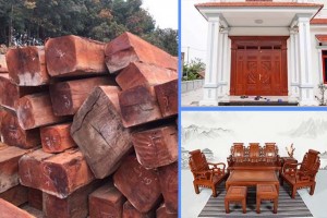 Sự thật đáng ngạc nhiên về gỗ căm xe mà bạn không thể phớt lờ